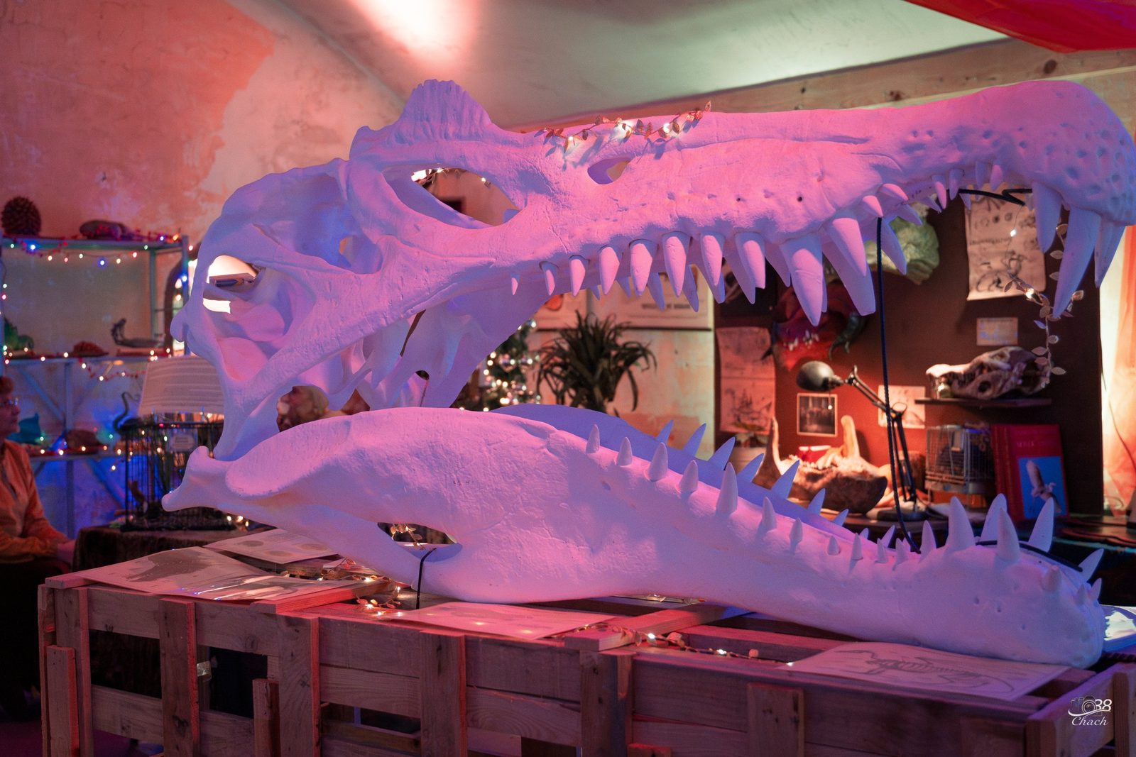 Cabinet de curiosités au crâne de dinosaure